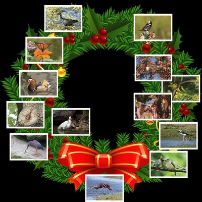 Greeting Cards Set of 13 from Wild New York 2020 Greeting Cards Set of 13 from Wild New York 2020