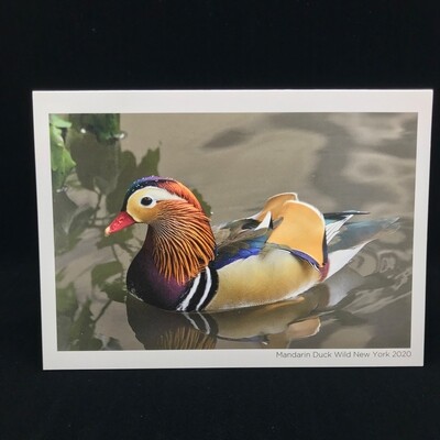 Greeting Cards Set of 13 from Wild New York 2020 Greeting Cards Set of 13 from Wild New York 2020