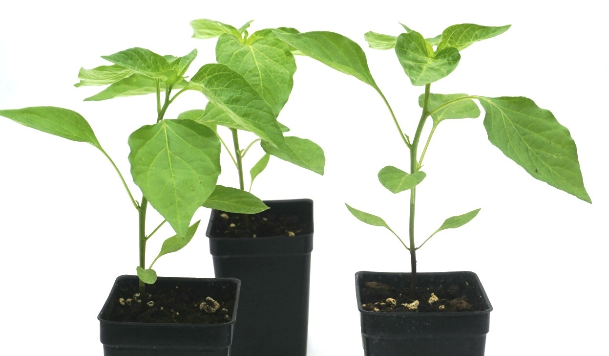 Live Aji Amarillo (Capsicum baccatum) gourmet pepper plants: 6"to 10" well rooted plants, shipped USPS priority. 00019