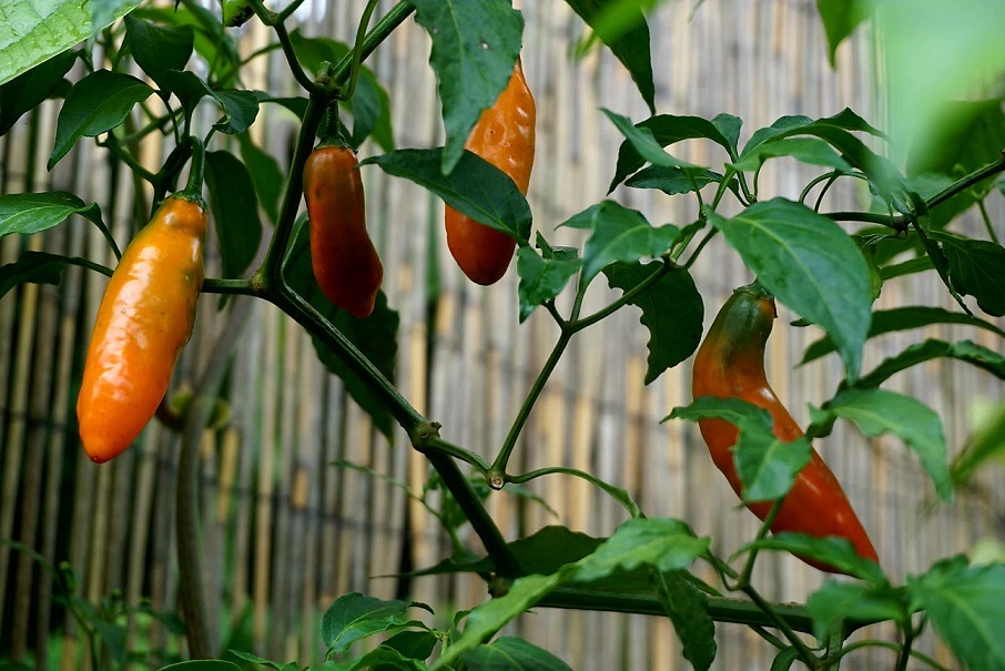 Live Aji Amarillo (Capsicum baccatum) gourmet pepper plants: 6"to 10" well rooted plants, shipped USPS priority.