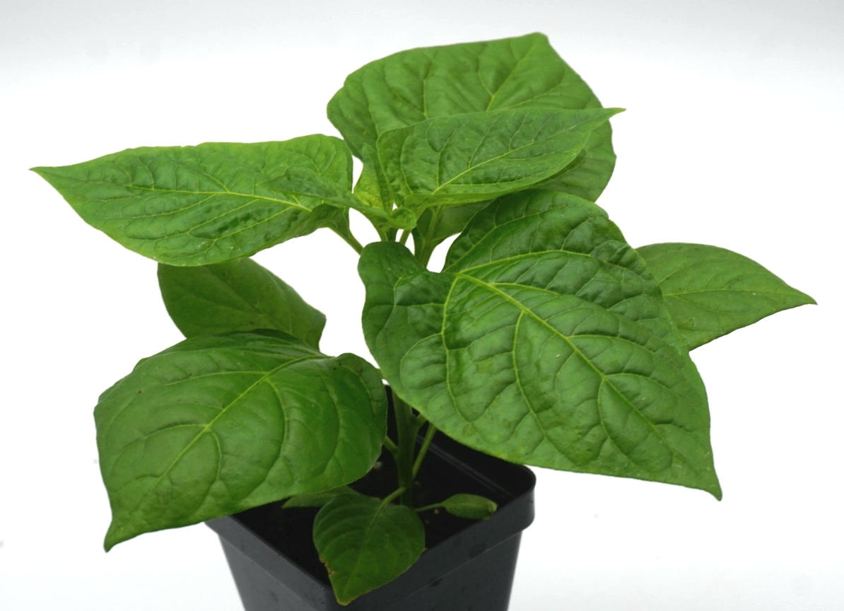 Live Trinidad Yellow scorpion "super hot" pepper plants: 4"to 8" Live plants. 00022