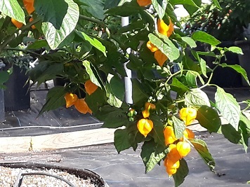Live Trinidad Yellow scorpion "super hot" pepper plants: 4"to 8" Live plants.