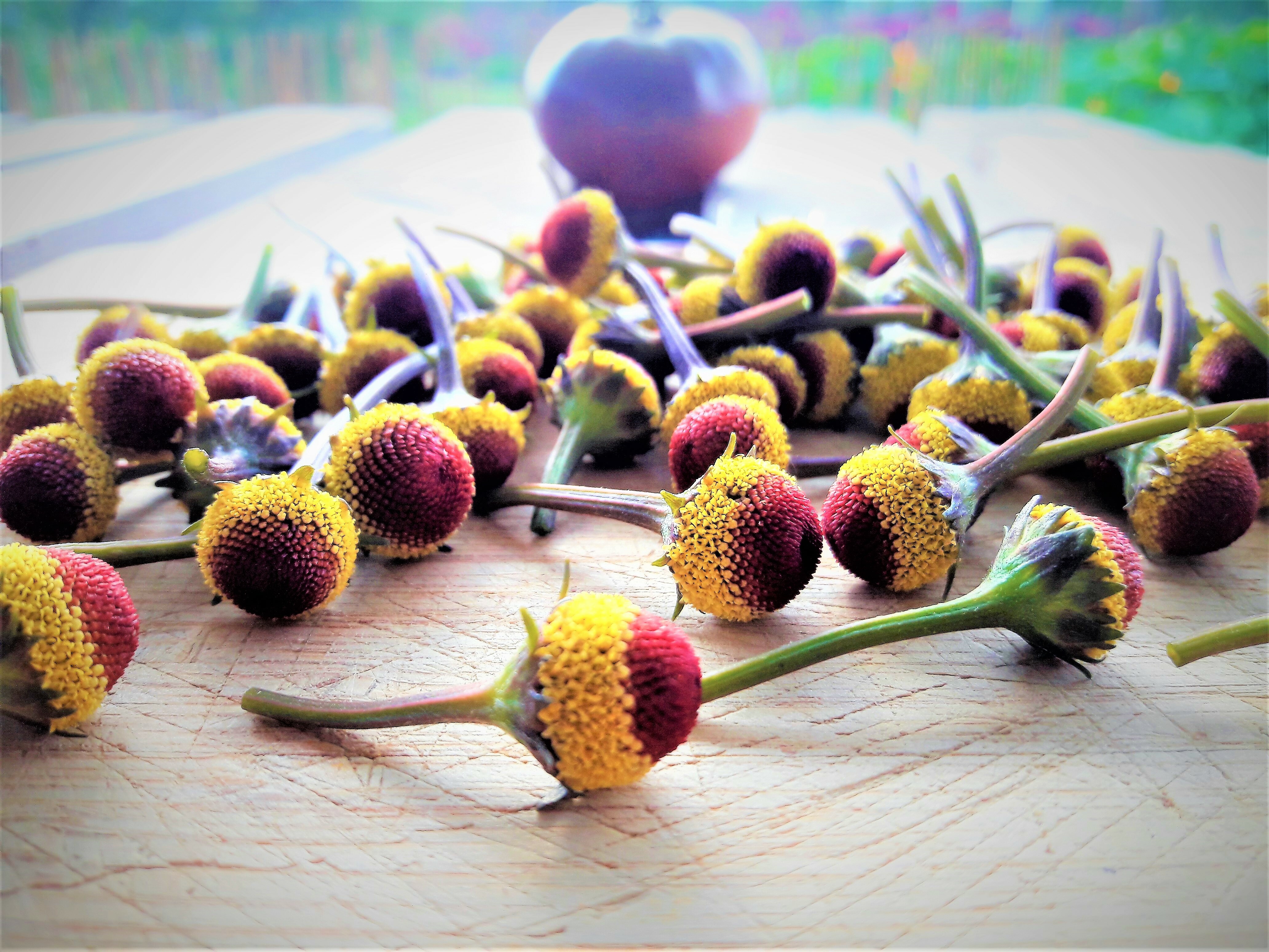 Fresh Buzz Button Flowers. Peek-a-boo variety. 00004