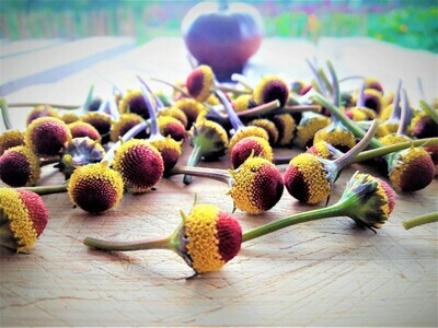 Fresh Buzz Button Flowers. Peek-a-boo variety. Fresh Buzz Button Flowers. Peek-a-boo variety.