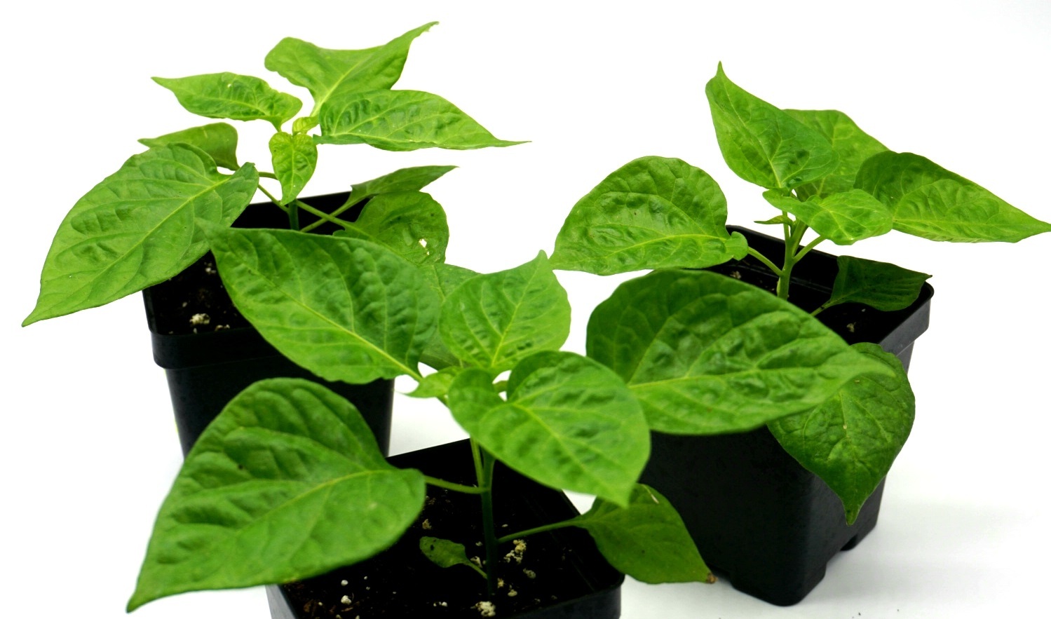 LIVE "Jamaican" Chocolate habanero pepper plants, 6"-8" tall, well rooted & shipped USPS priority. 00020