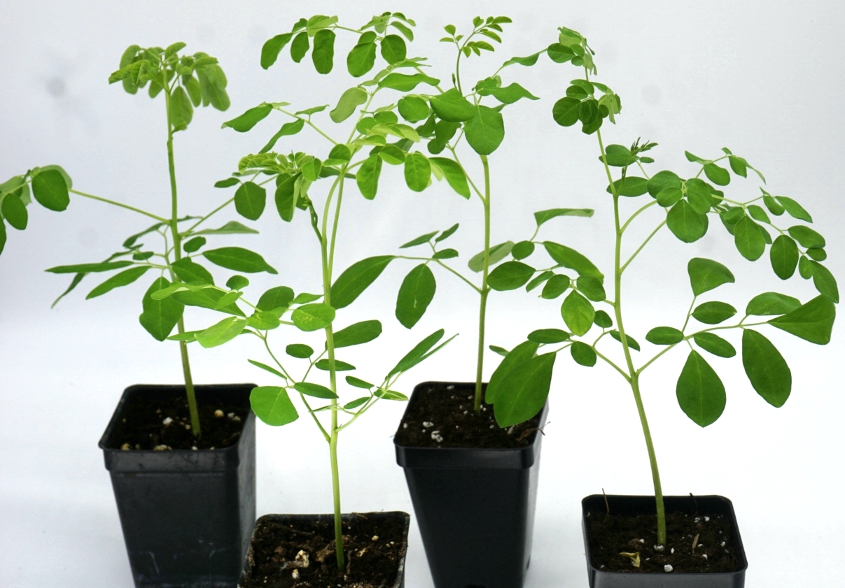 LIVE Moringa oleifera saplings. Ready for transplant! Ships -USPS priority. 00018