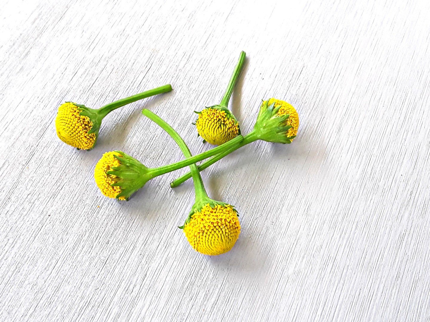 Fresh/edible: Szechaun flowers/Buzz buttons -Lemon Drop- 60 fresh flowers. 00003