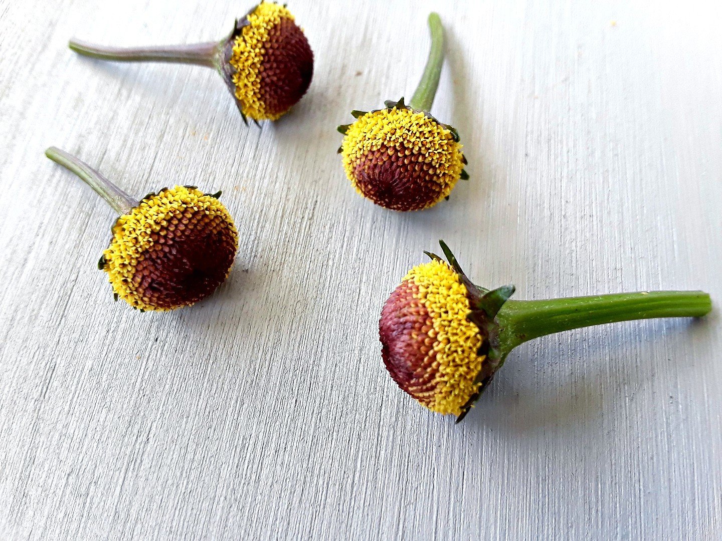 Fresh/edible: Szechaun flowers/Buzz buttons-Bullseye variety-60- fresh flowers. 00004