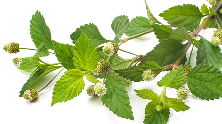 Aztec sweet mint- Lippia dulcis : 50 fresh flowers 00016