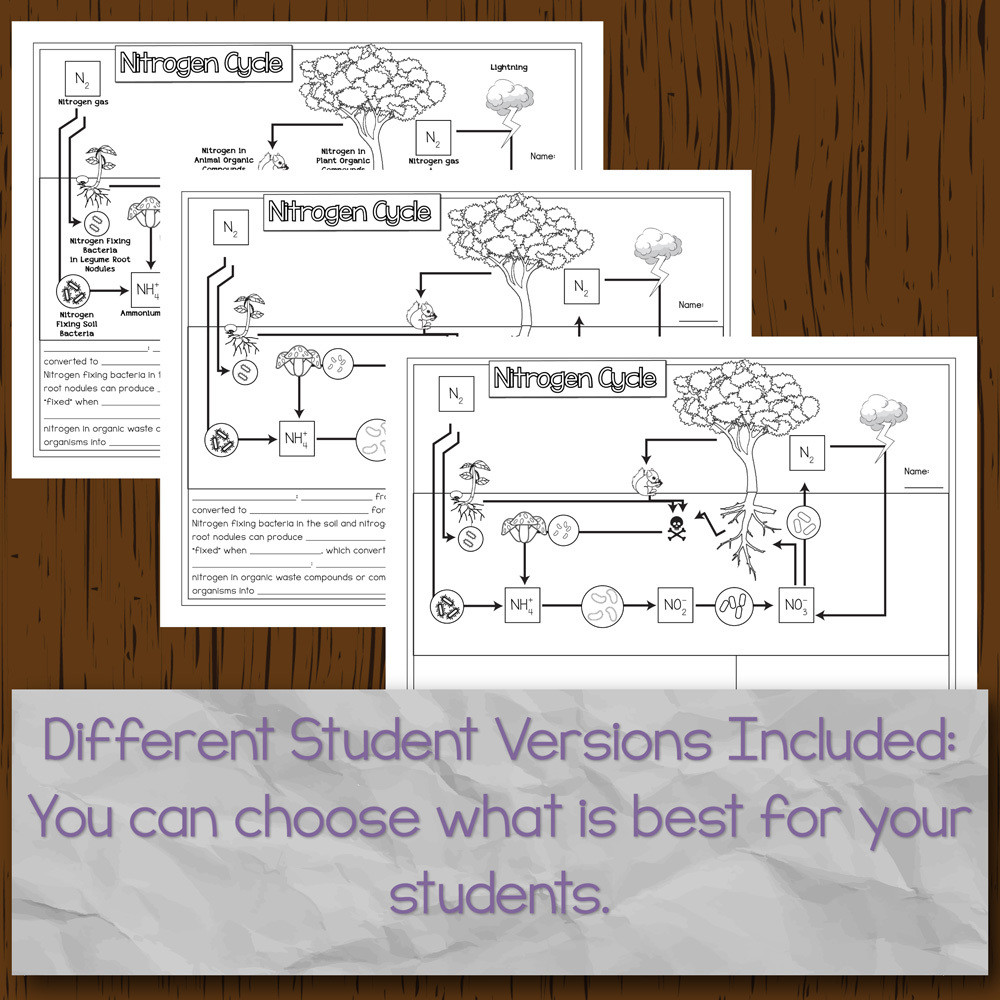 Nitrogen Cycle Diagram Blank - Diagram Media