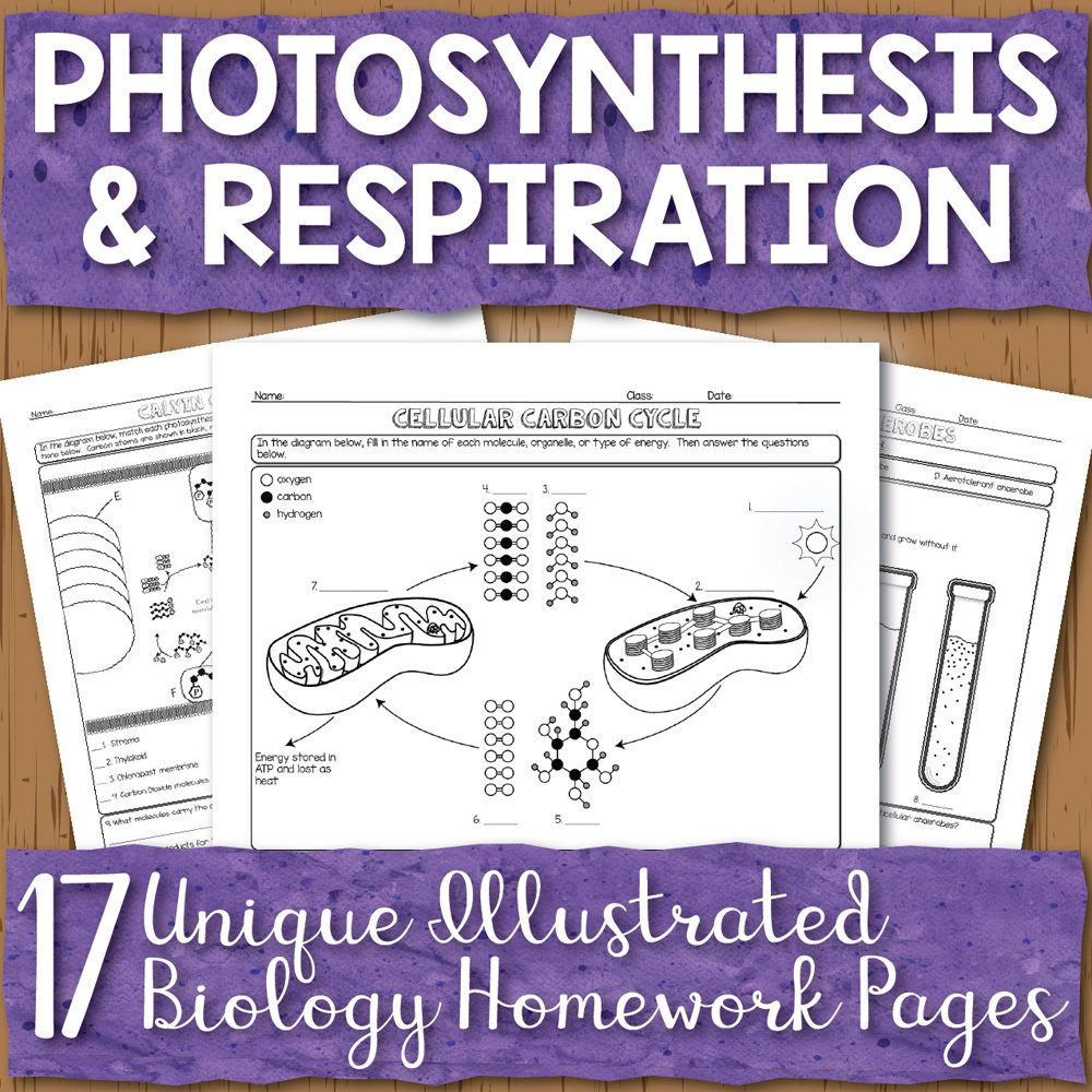 Photosynthesis Cellular Respiration Worksheet