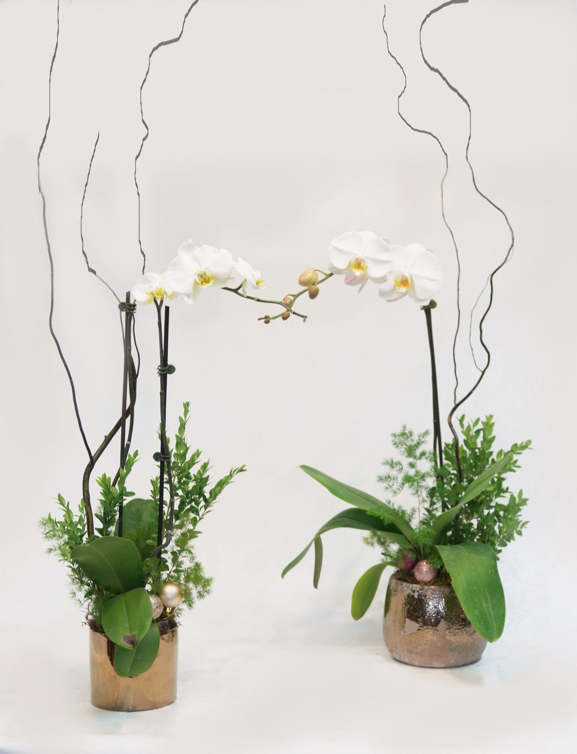 Potted Orchids