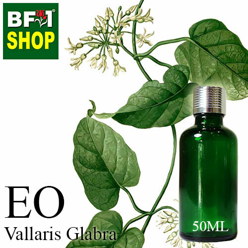 Essentail Oil - Vallaris Glabra - 50ml Essentail Oil - Vallaris Glabra - 50ml