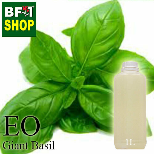 Essential Oil - Basil - Sweet Basil ( Giant Basil ) - 1L Essential Oil - Basil - Sweet Basil ( Giant Basil ) - 1L