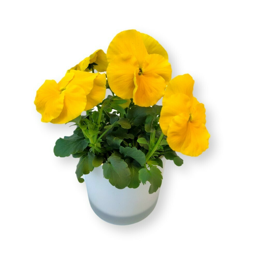 Stiefmütterchen gelb &lsquo;Viola x wittrockiana&rsquo;