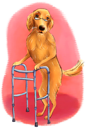 Seminar- Senior Dog 0003