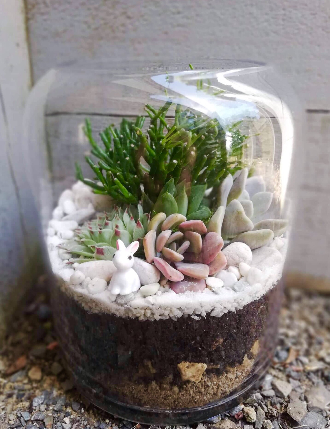 Wide Curvetop Terrarium Wide Curvetop Terrarium
