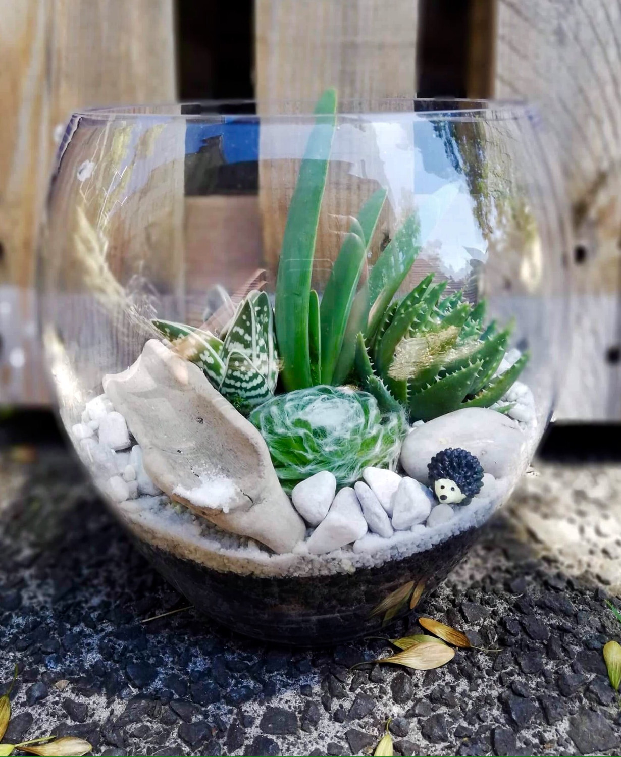 Tulip Terrarium Tulip Terrarium