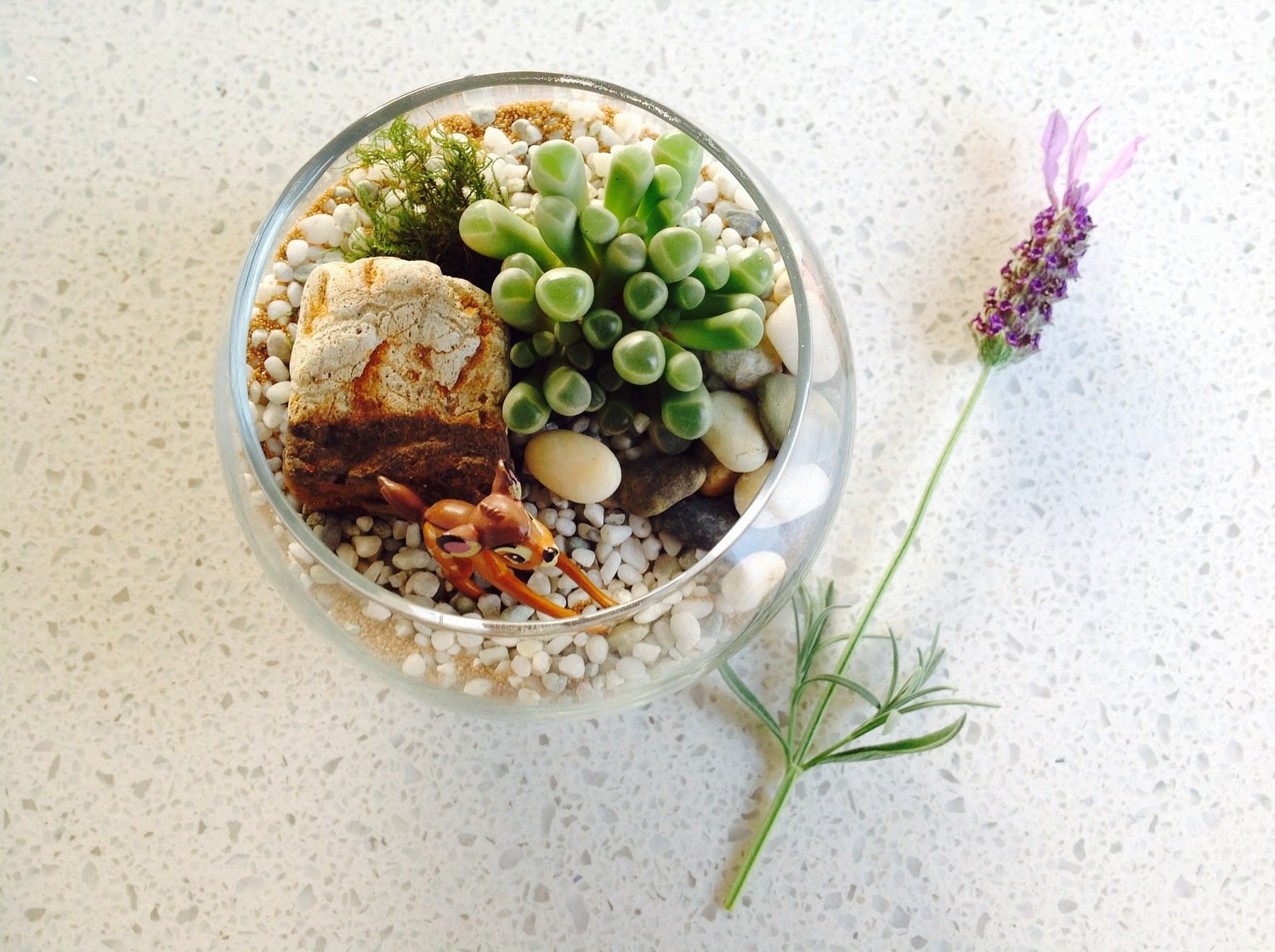 Tiny Fishbowl Terrarium Tiny Fishbowl Terrarium