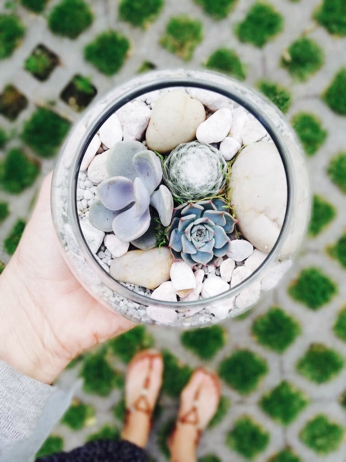 Mini Fishbowl Terrarium Mini Fishbowl Terrarium