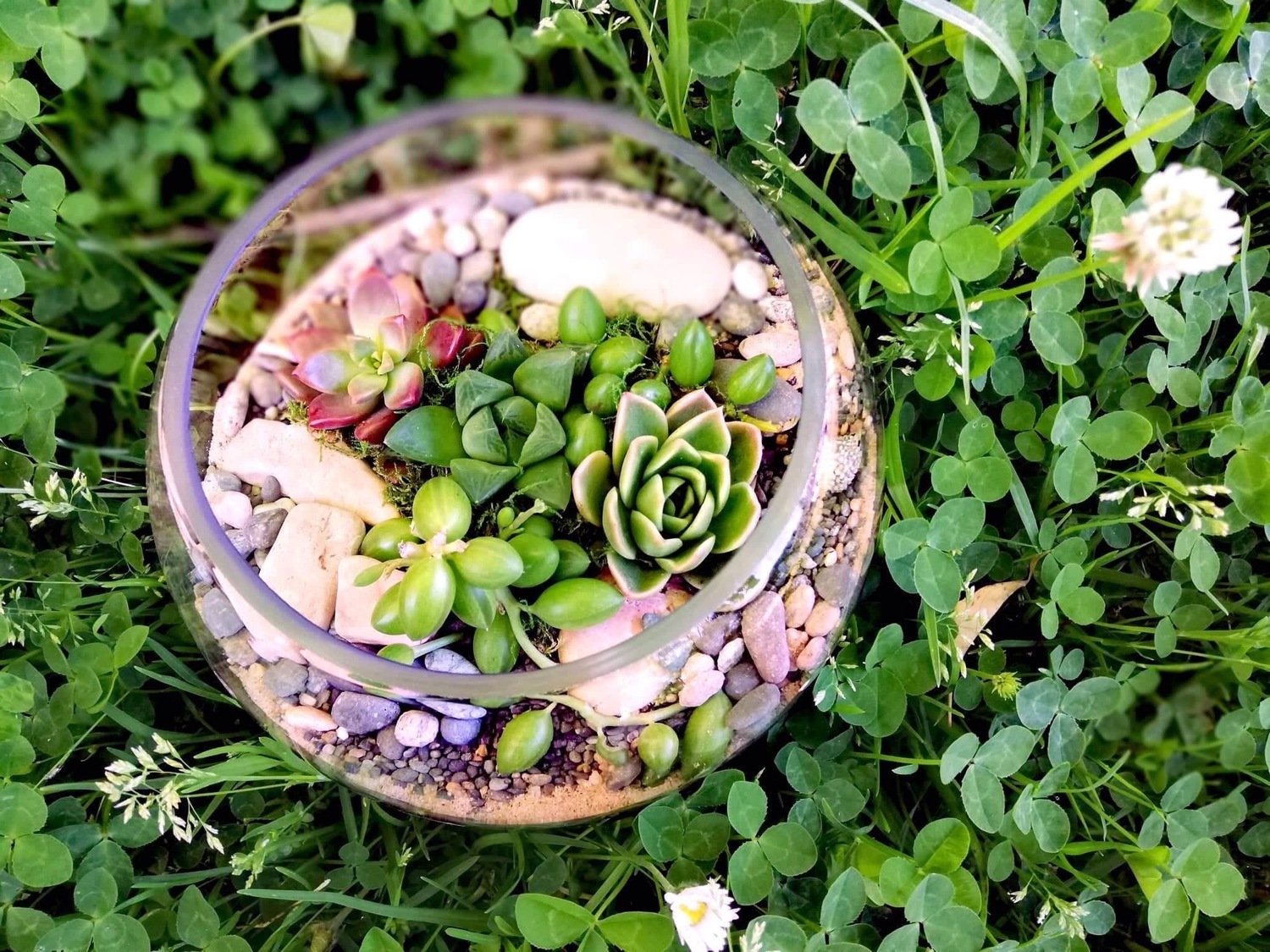 Medium Fishbowl Terrarium Medium Fishbowl Terrarium