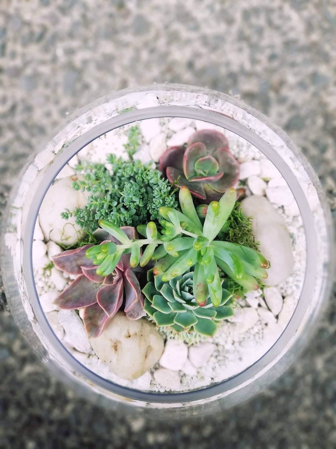 Large Fishbowl Terrarium Large Fishbowl Terrarium