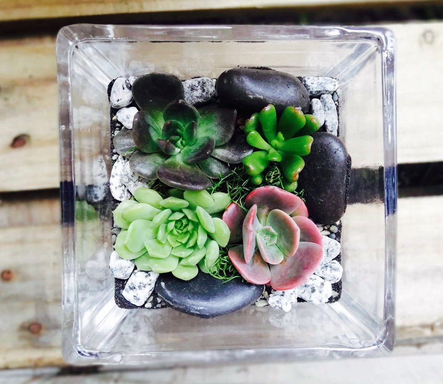 Cube Terrarium Cube Terrarium