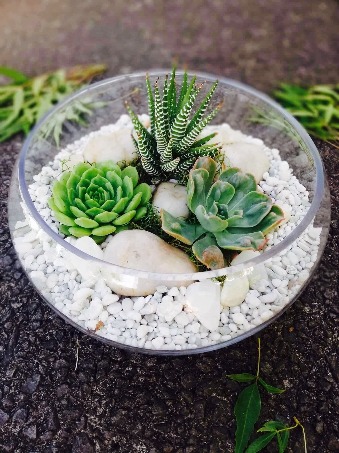Low Bowl Terrarium-minimalist Low Bowl Terrarium-minimalist