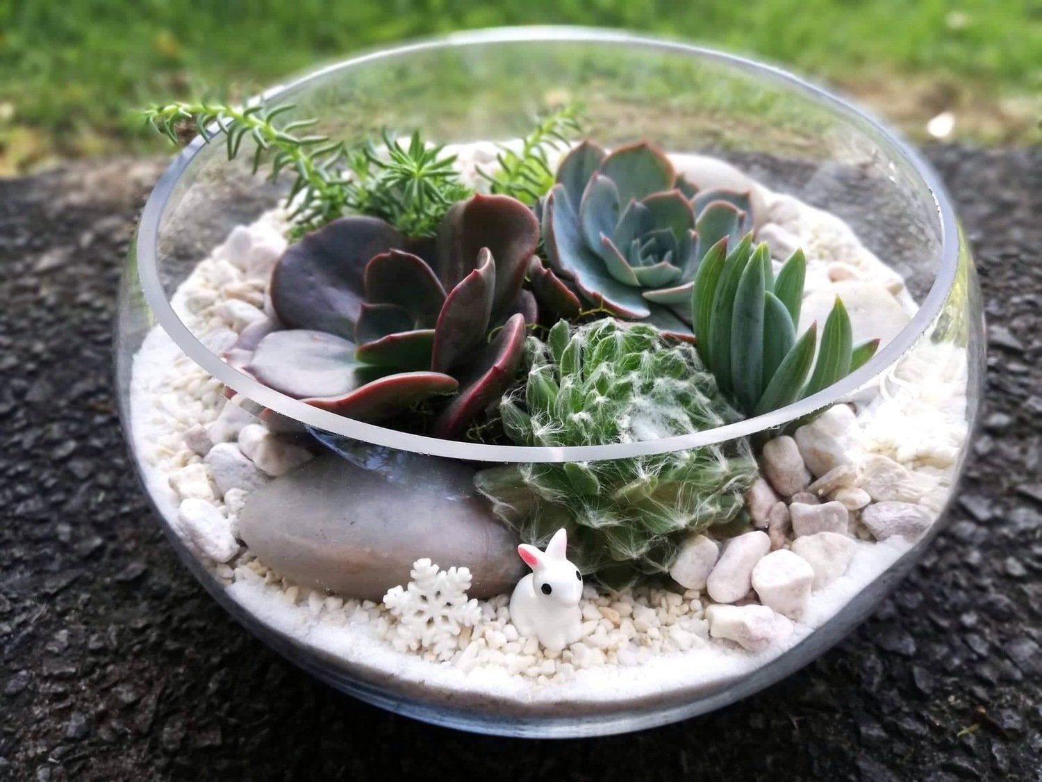 Low Bowl Terrarium- Jam packed Low Bowl Terrarium- Jam packed