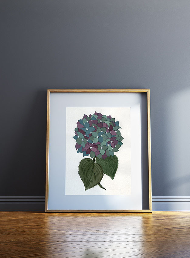Hortensia / Hydrangea 00009