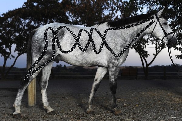 RockTape, Equine, 5см x 5м, подкова (для лошадей)