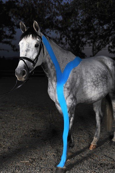 RockTape, Equine, 5см x 5м, голубой (для лошадей)