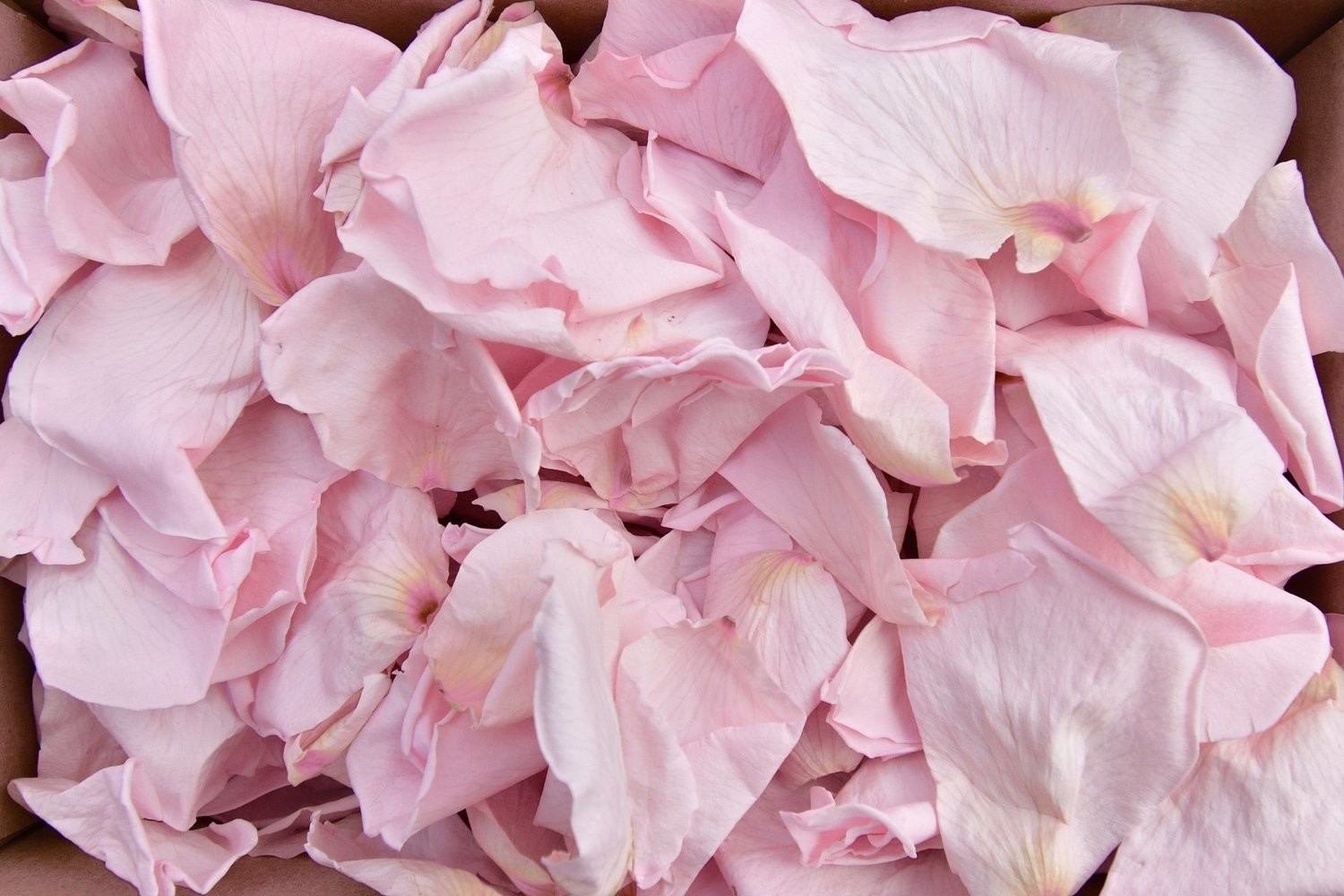 Biodegradable Petal Flower Confetti Pink Ivory Lace Rose Petals 40 Bags 