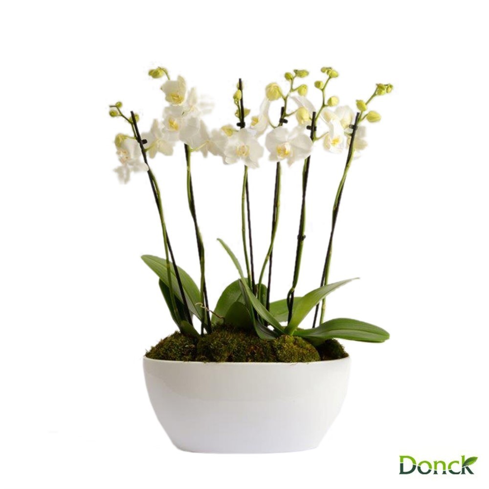 Phalaenopsis Theatro pt