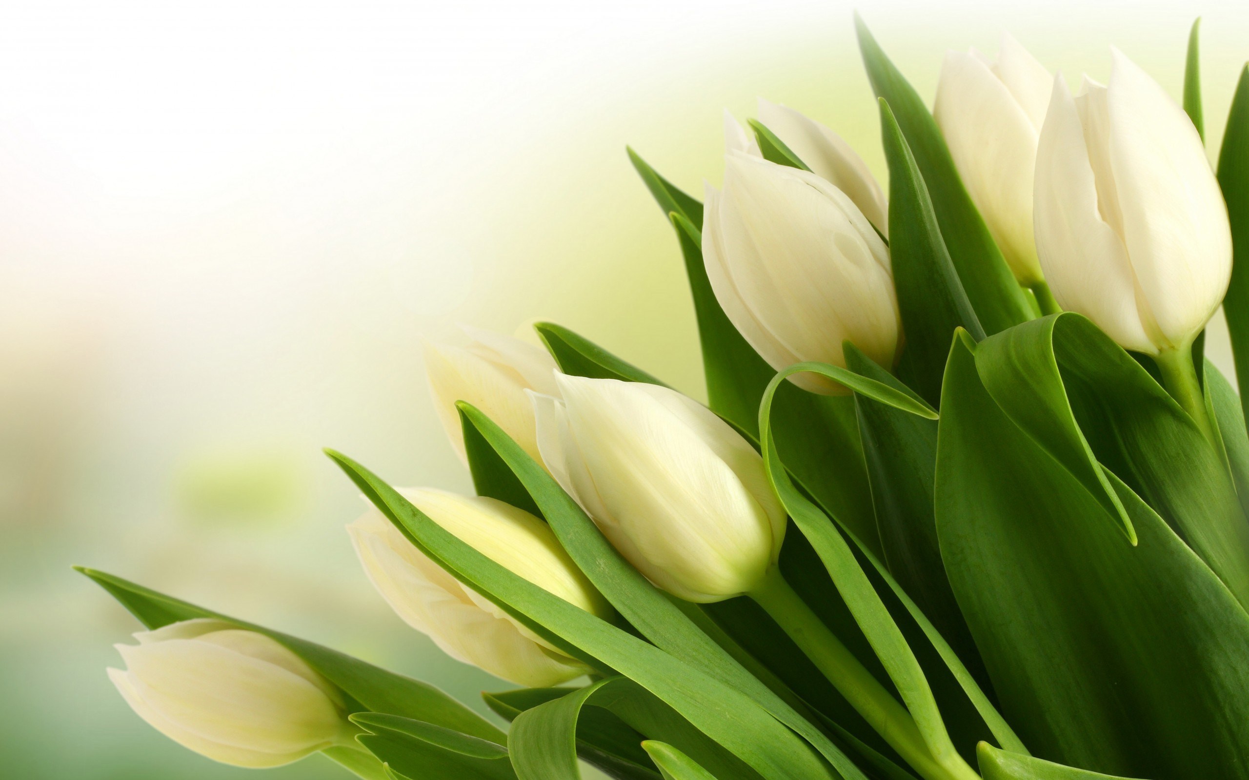 Tulips 00046