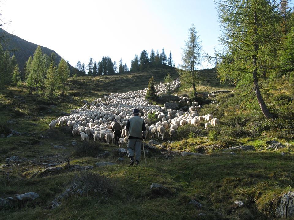 Agnello delle Dolomiti