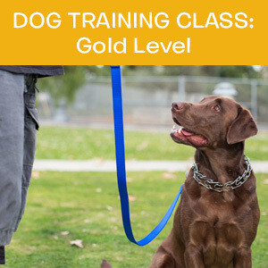 Item 03. Online Dog Obedience Training Class—Gold Level Item 03. Online Dog Obedience Training Class—Gold Level