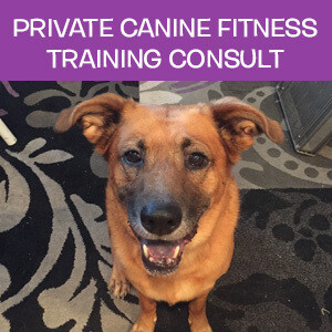 Item 07. Online Private Canine Fitness Training Consultation Item 07. Online Private Canine Fitness Training Consultation