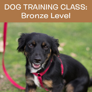 Item 02. Online Dog Obedience Training Class—Bronze Level Item 02. Online Dog Obedience Training Class—Bronze Level
