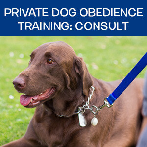 Item 04. Online Private Dog Obedience Training: Consultation Item 04. Online Private Dog Obedience Training: Consultation