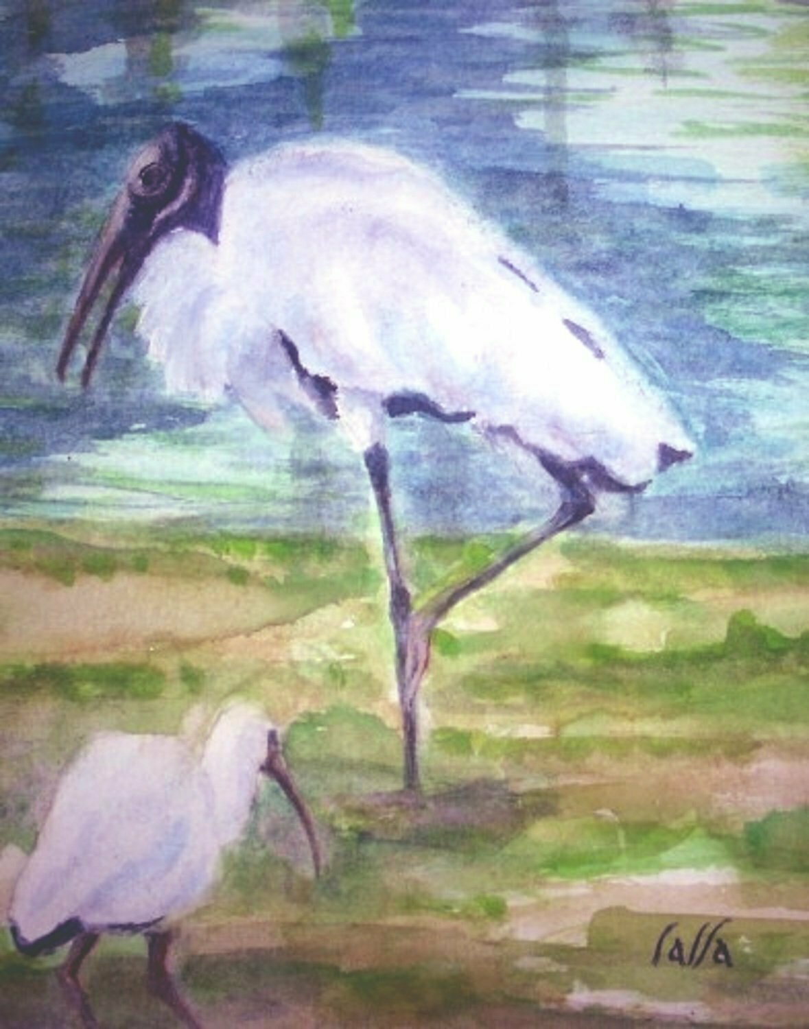 Wood Stork & Ibis Wood Stork & Ibis