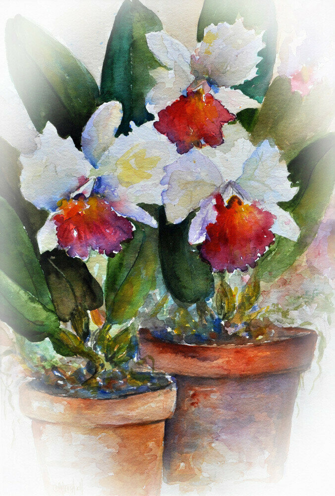 Cattleyas Cattleyas