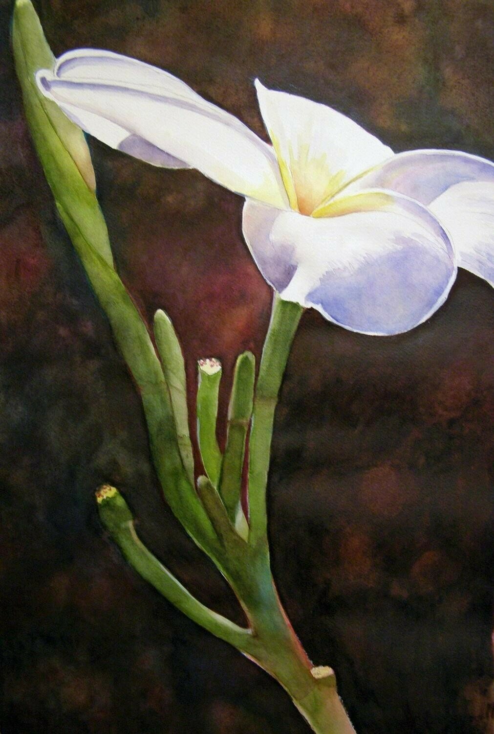 Frangipani Frangipani