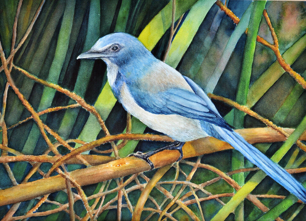 Scrub Jay Haven Scrub Jay Haven