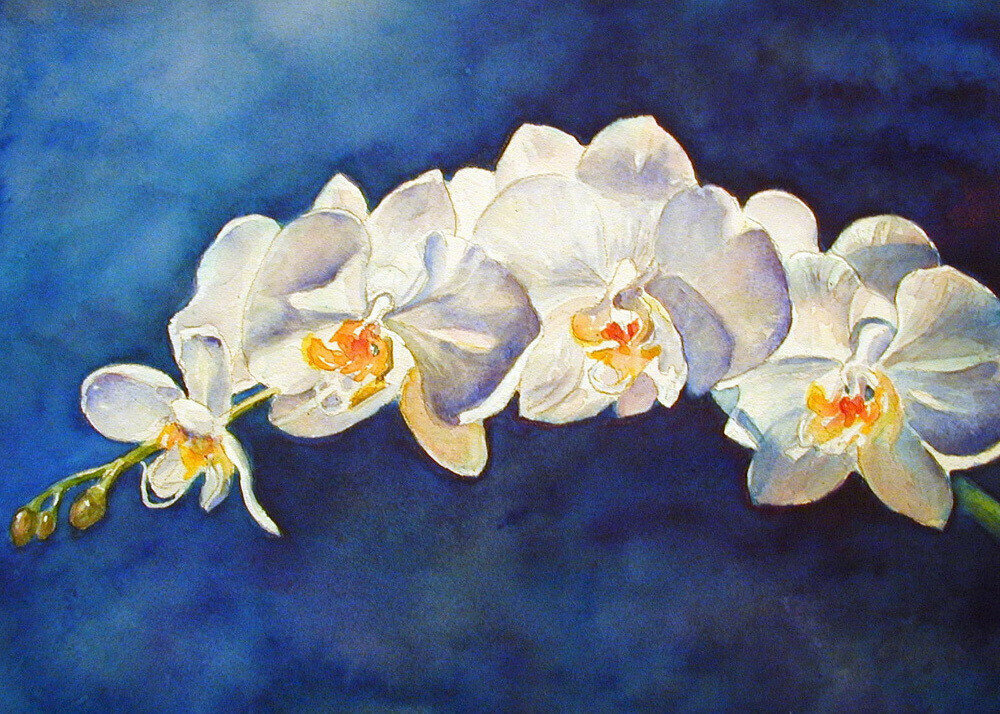 White Phal White Phal