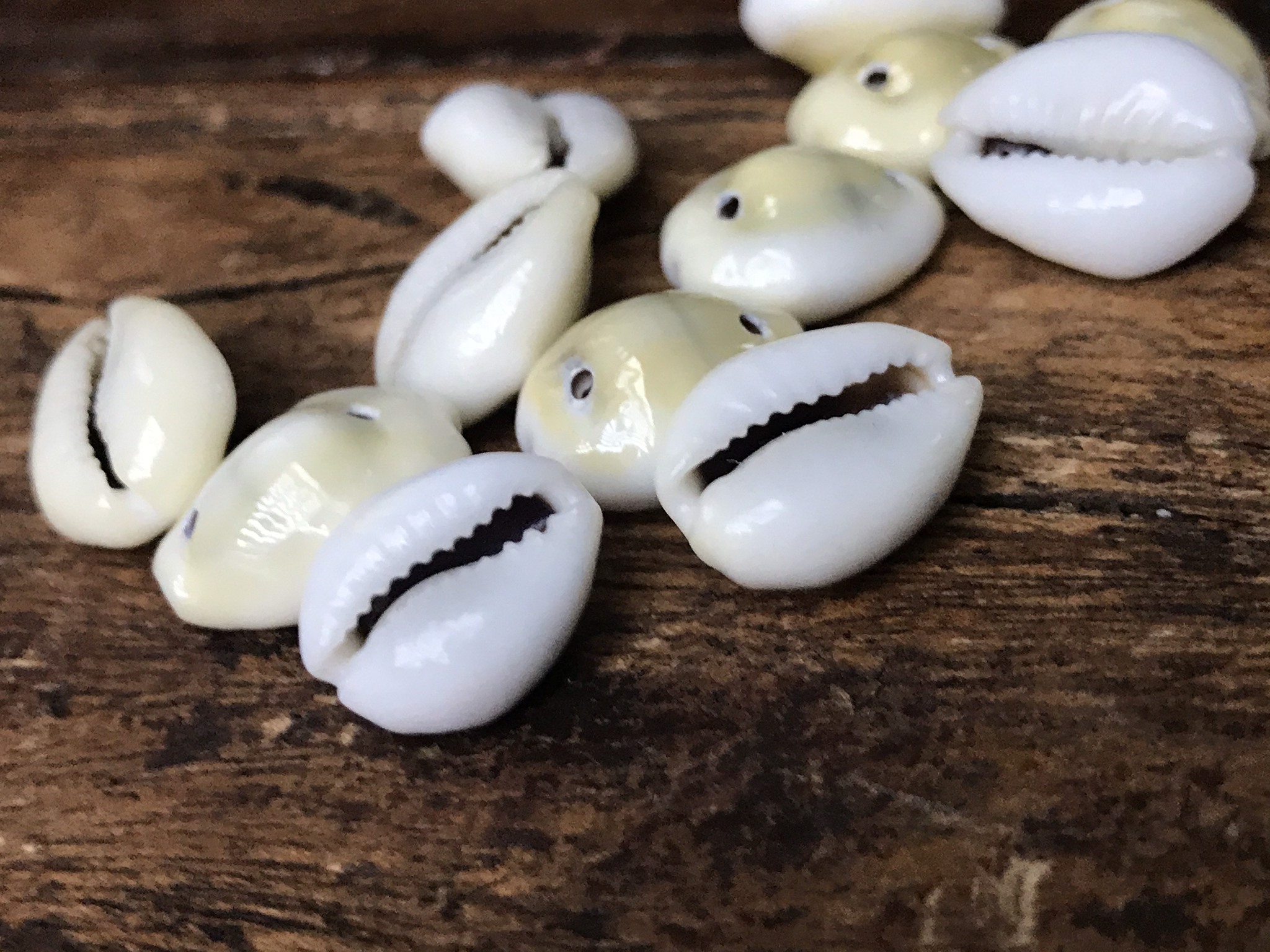 Cowrie Shell 00102