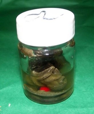 Pid Ta Nang Prai Khmer (Ladybird Spirit Ghost) - Special version 3 amulets in Prai Oil - Nuea Pong Prai Kumarn Kanong Rit Chae Nam Man Prai - Yokee Harit Ta Tip Rit Taewa - Asrom Visnu Montra Pid Ta Nang Prai Khmer (Ladybird Spirit Ghost) - Special version 3 amulets in Prai Oil - Nuea Pong Prai Kumarn Kanong Rit Chae Nam Man Prai - Yokee Harit Ta Tip Rit Taewa - Asrom Visnu Montra