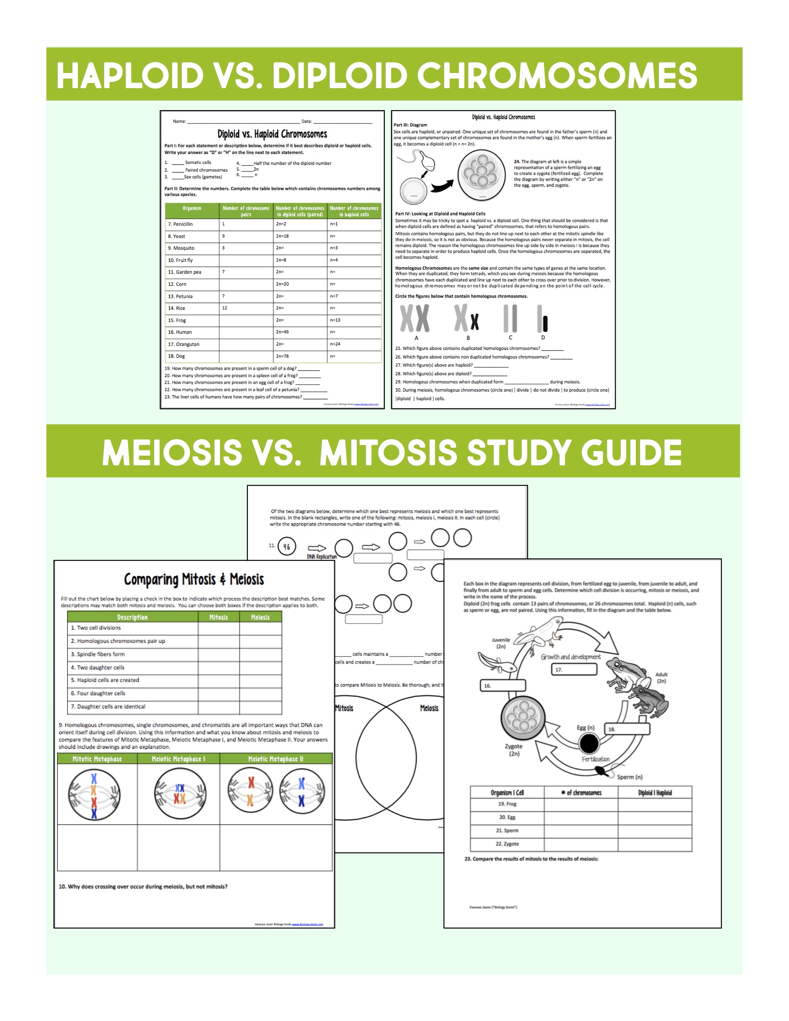 Comparing Mitosis And Meiosis Worksheet Answers Quizlet