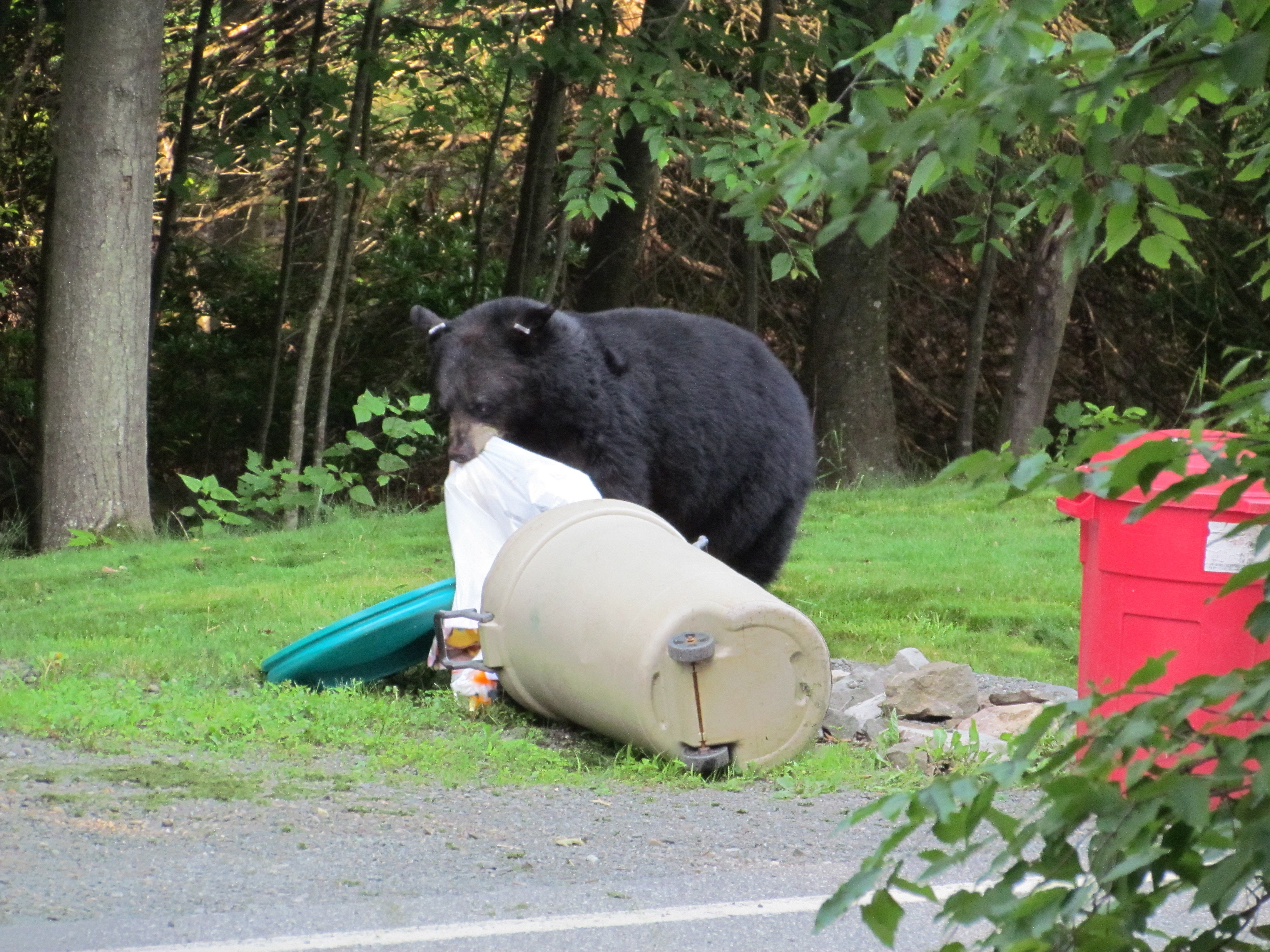 Community Ordinances (Anti-feeding Regs for Bears) ORD-pdf