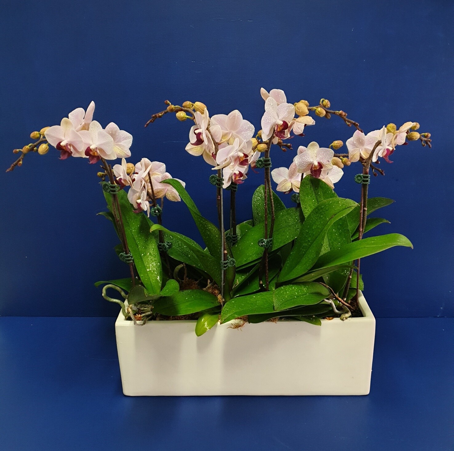 Potted Orchids